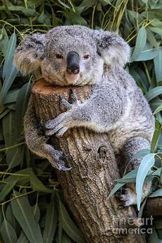 Koala Beach Towel
