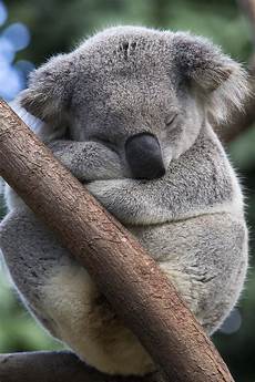 Koala Beach Towel