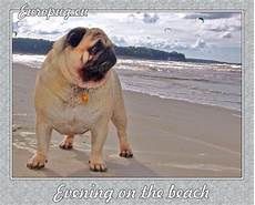 Pug Beach Towel
