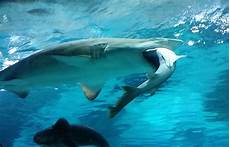 Sand Towel Shark Tank
