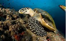 Sea Turtle Beach Towel