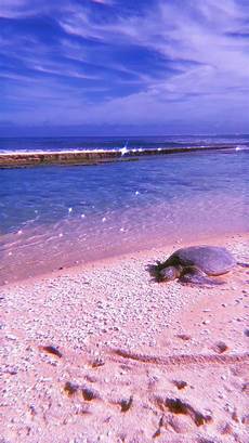 Sea Turtle Beach Towel