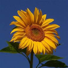 Sunflower Beach Towel