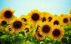 Sunflower Beach Towel