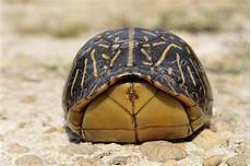 Turtle Beach Towel